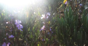 Fiori viola sbocciano nella luce dell'equinozio di primavera — equinozio di primavera