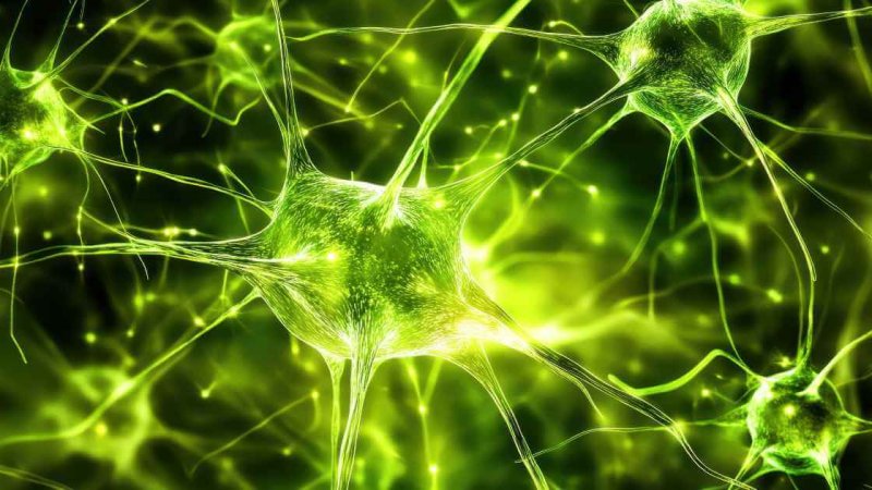Immagine di Neuroni per Liberi dallo stress