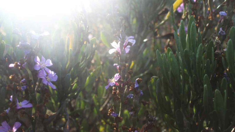 Fiori viola sbocciano nella luce dell'equinozio di primavera — equinozio di primavera